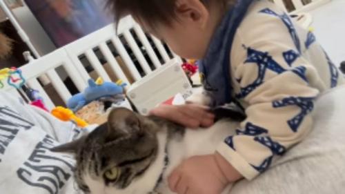 赤ちゃんと猫