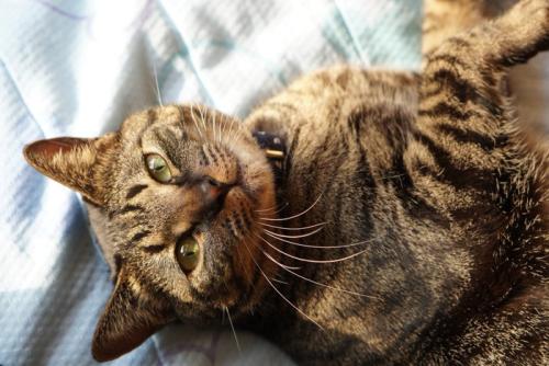 甘えたそうに見つめるキジトラ猫