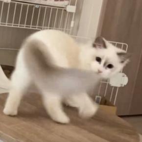 小さなテーブルの上で『自分のしっぽを全力で追いかけていた猫』が次の瞬間…思わぬ光景に爆笑する人が続出「ずっと見てしまうｗ」「オチが秀逸」