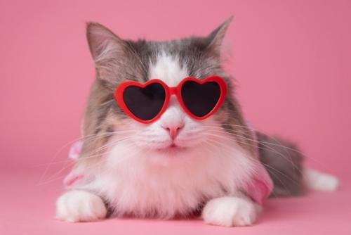 ハートのサングラスをかける猫