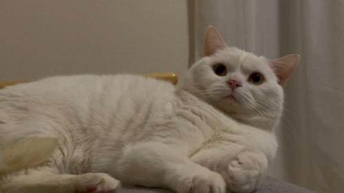 室内にいる猫