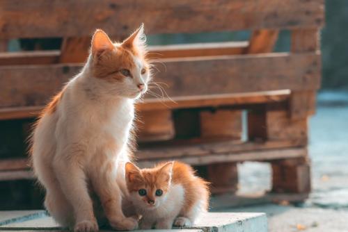 猫の親子