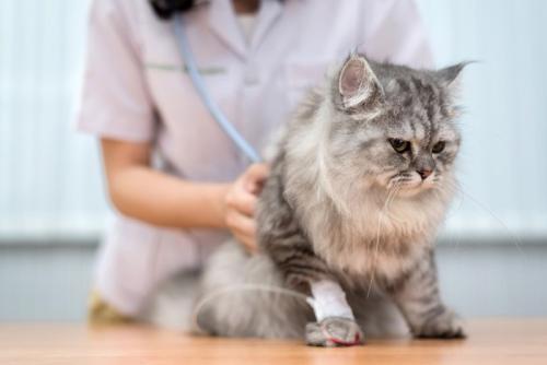 猫 健康診断