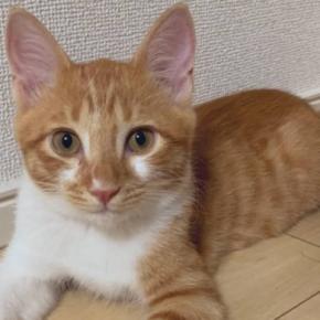 『こんなに小さかった子猫が…』愛情たっぷりに育てられた結果→見違えるほど成長した『現在の姿』が38万表示「立派になったねｗ」「イケニャン」