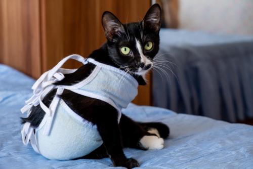 術後服を着る猫