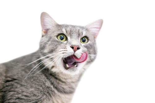 舌なめずりをする猫