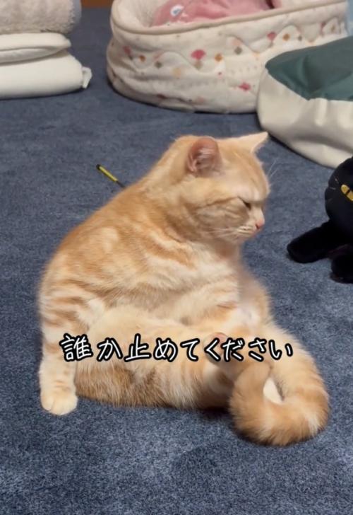 座っているゴロちゃん