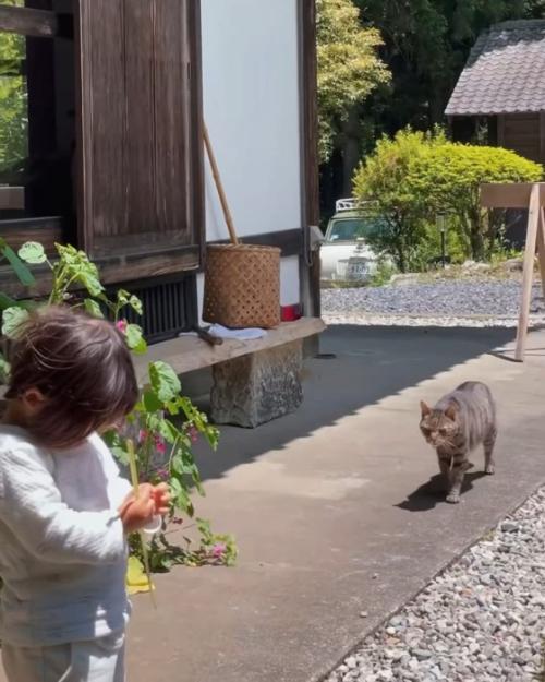 歩いて来る猫