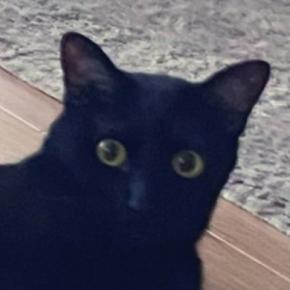 『仕事に行ってくるね』と猫に言ったら…飼い主に見せた『予想外のポーズ』が可愛すぎると115万表示「最高w」「頑張って来いよ感がすごいw」