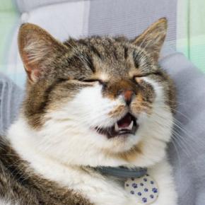 猫も『アレルギー』を起こすことがある!特に多い3大アレルゲンを解説