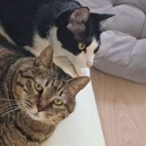 15歳と1歳の猫、『おもちゃへの反応の違い』を見てみたら…想像以上の『差』に爆笑する人が続出「貫禄あるw」「目に覇気がないの可愛い」