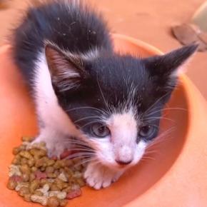 凶暴だった元野良の赤ちゃん猫→保護されて2年…あまりにも尊い『優しいお兄ちゃんに成長した姿』に「感激」「立派な大人猫になったね」