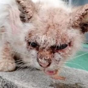 皮膚がボロボロの野良猫を保護→治療開始から『1年』が経つと……涙あふれる『驚きの変化』に感動の声「別猫さんだね」「ありがとう」