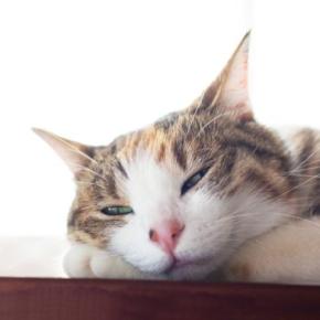 愛猫が『眠たいとき』に見せる仕草3選　愛猫を快適に寝かせてあげるためのアドバイスも