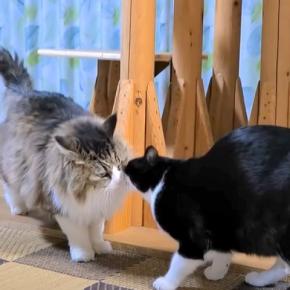 2匹の姉妹猫の不在で、元気がないボス猫→2週間ぶりに再会した結果…あまりにも尊い『愛に溢れたワンシーン』に「感動した」「素敵」