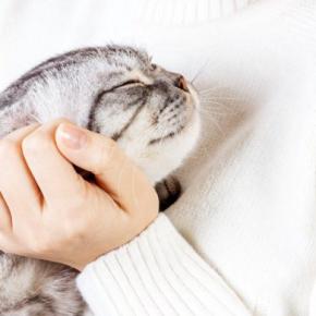 猫が『ゴロゴロ音を出す』ときの3つのキモチ ゴロゴロのどを鳴らしやすい猫の特徴も!