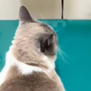 動物病院に連れてこられた猫→暴れるかと思いきや…診察台の上で見せた『まさかの光景』が91万再生の反響「猫生7週目かも」「可愛すぎるww」