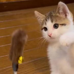 134万表示突破『おもちゃに挑む赤ちゃん猫』を見ていたら…あまりにも愛おしい『まさかの光景』に「11回ww」「めっちゃ笑ってしまった」
