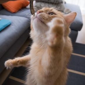 猫に『煮干し』は要注意な理由3つ あげるなら適量を守って
