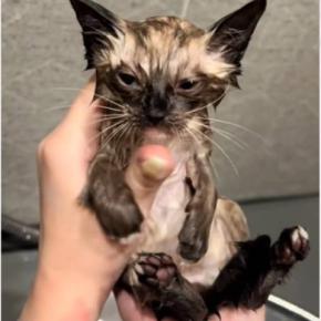 捨てられていた子猫→『初めてのお風呂』に入れた結果…予想外の反応と『尊すぎるビフォーアフター』が22万再生「たまらん」「かわええ」