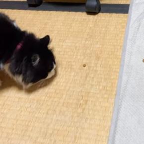 寝るときはケージに入る猫→『誘導の仕方』を見てみると……まさかの光景が144万再生「古典的な手法で捕まるの面白すぎる」「爆笑した」
