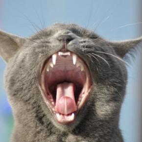 愛猫の歯も痛いが、飼い主の財布も痛い!噛み癖が高じて「1本73万円の金歯」を入れた猫 米国