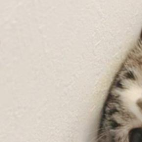 家の中に『クモ』が現れた結果、猫が……ぴえん顔で『真剣に見つめる様子』が尊いと15万いいねの大反響「見方が可愛すぎる」「破壊力やばぁい」