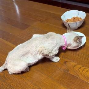 歯が折れ、毛もボロボロの『やせ細った猫』を保護して半年…幸せいっぱいのビフォーアフターに涙する人が続出「素敵」「優しさをありがとう」