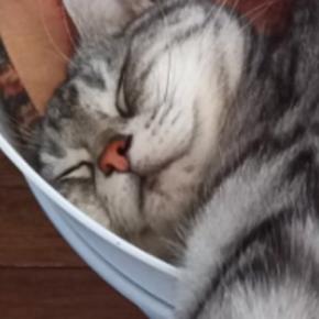 入れ物の中にいる猫をふと見てみたら、『ものすごい体勢』で…まさかの瞬間に3万7000いいね「にゃん体動物w」「すごいw」と爆笑の声続出
