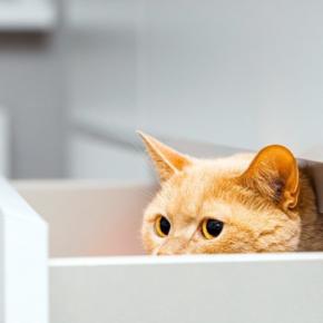 猫は『初めて会った人』にどんな反応をする?よく見られる行動3選 どう応えたら仲良くなれる?