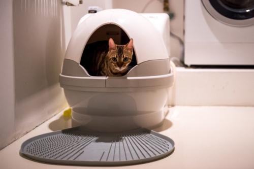 猫トイレの中にいる猫