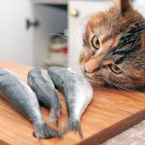 魚好きの猫は注意したい『イエローファット』とは?原因や症状、予防法を解説