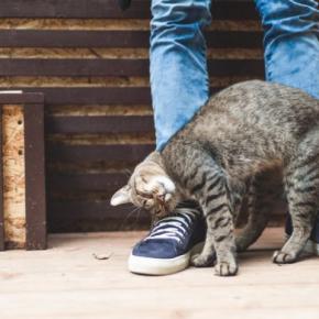 猫が『あなたを呼んでいる』ときの4つの行動・仕草 すぐに対応できないときはどうすれば?