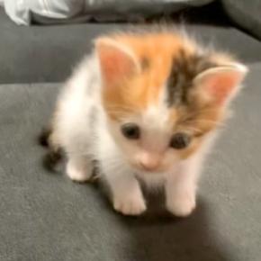 ソファでよちよち歩く赤ちゃん猫→バランスをくずし、次の瞬間…まさかの『ミラクルな展開』が32万再生「かわいすぎ」「助かったにゃん」