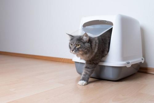 猫トイレから出てくる長毛猫