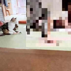 横で見ていた猫がドン引き…ペットカメラに映っていた『母の奇行』が1839万再生「全てが100点満点すぎるww」「フォームが綺麗で爆笑」