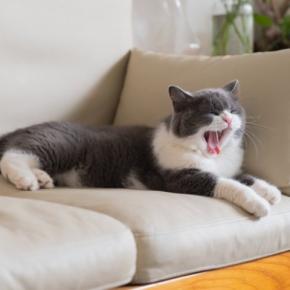 猫が『寝る場所を頻繁に変える』のはなぜ?考えられる3つの理由