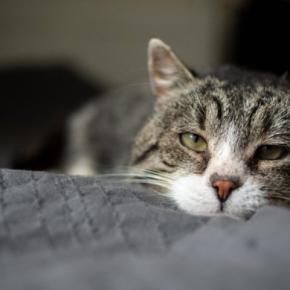 愛猫が『最期のとき』が近づいたら…これだけはやっておきたい4つのこと
