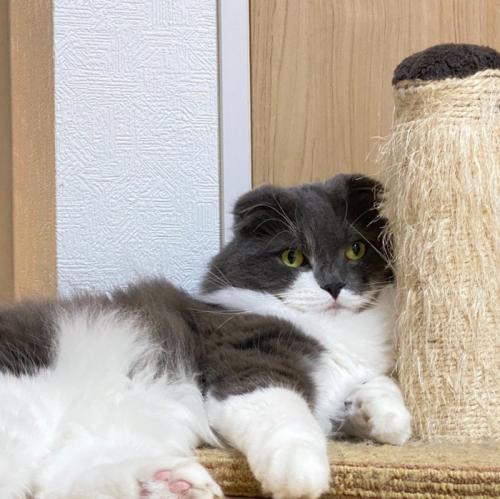 くつろぐ猫