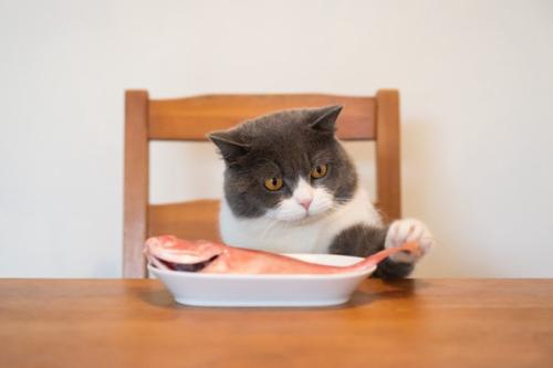 猫と魚