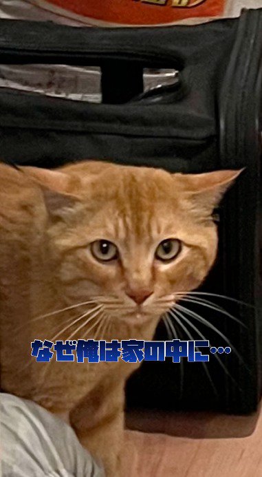 耳を倒して投稿者を見つめる茶トラ猫
