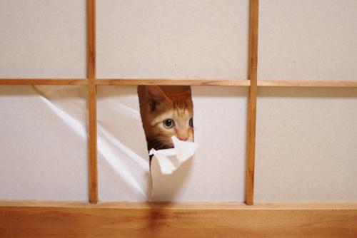 障子の穴から顔を出す猫