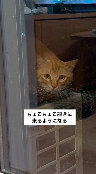 窓の外から投稿者の家の中を覗く茶トラ猫