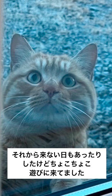 窓の外から投稿者の家の中を眺める茶トラ猫