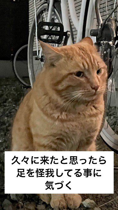耳を後ろに倒す茶トラ猫
