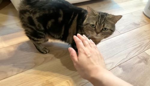 ママさんの手を見つめて