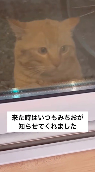家の中にいる猫を目で追う茶トラ猫