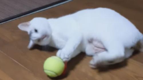 室内にいる猫