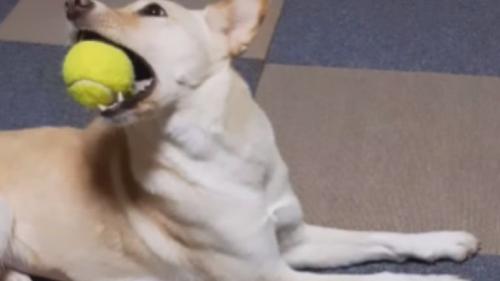室内にいる犬