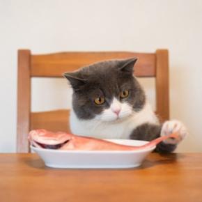猫についあげたくなる『人の食べ物』7選 カニカマやかつおぶし…あげるのはあり?なし?